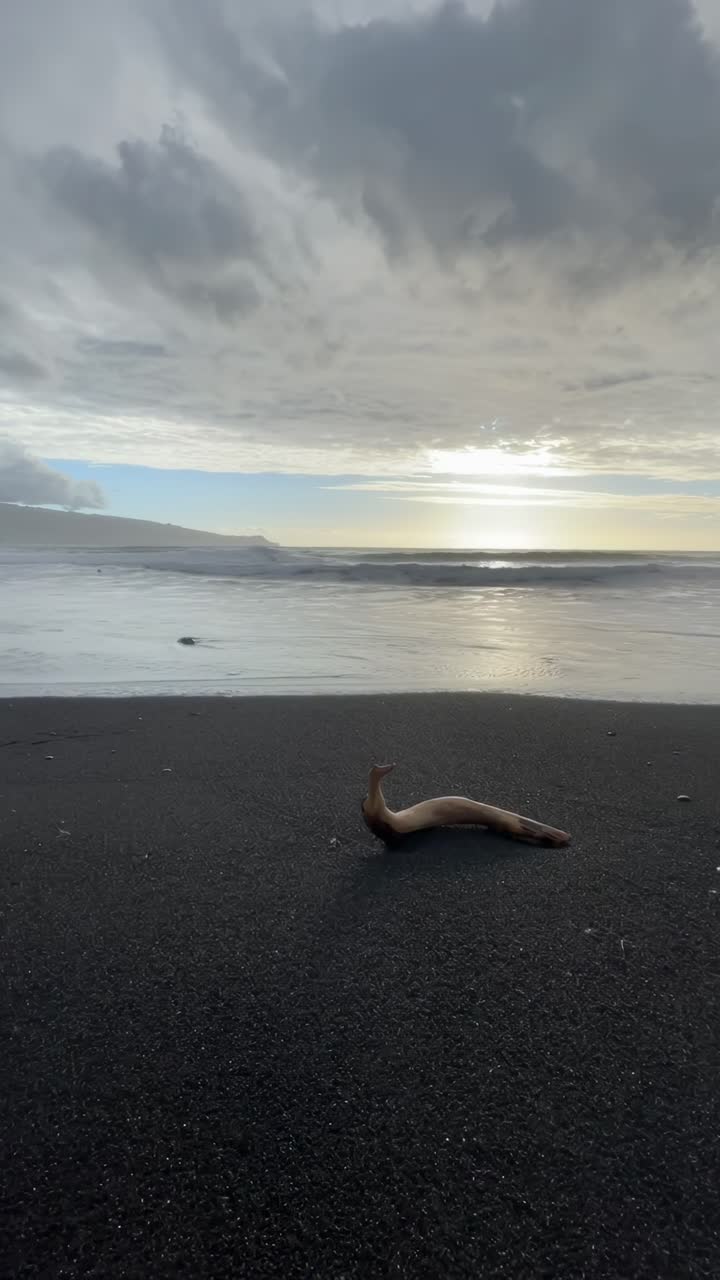 Video con inquadratura dal basso di una spiaggia serena al tramonto, con un leone marino che riposa sulla sabbia scura