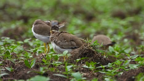 Yellow-wattled-lapwing-UHD-Mp4-4k