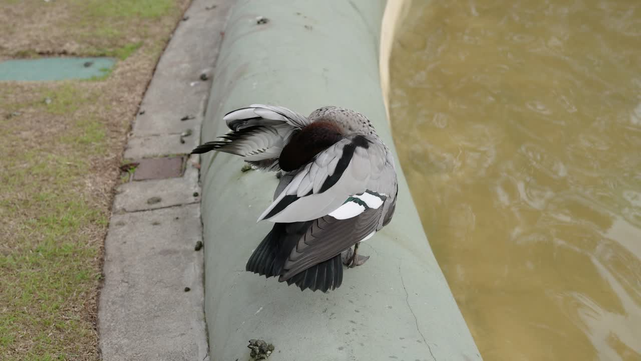 Duck preening feathers near a fountain