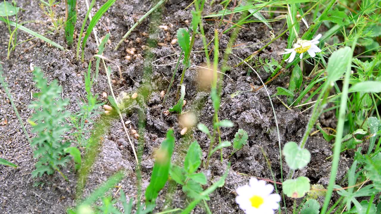 An anthill in the grass. A lot of ants are running around on the ground, saving their eggs, their offspring. The destroyed anthill