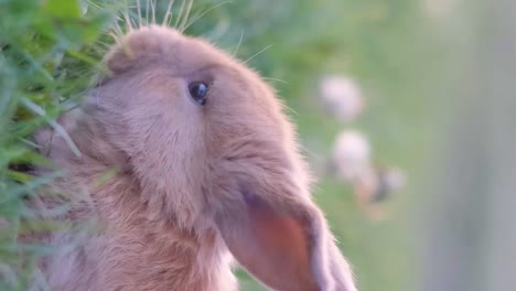 close-up of a cute rabbit in green grass