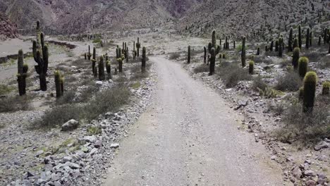 desert landscape of northwestern argentina