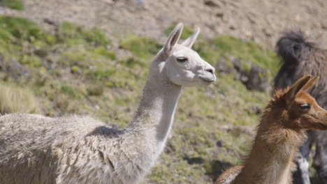 two wild llamas turning to look at the camera, located in the sacred valley in peru