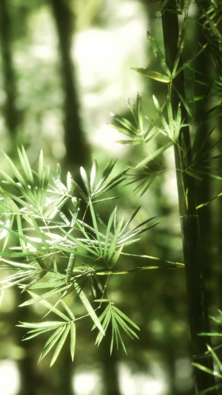 Bamboo forest showcasing dense green foliage and sunlight filtering through