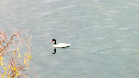 lonely swan swimming in castro, chiloé south of chile