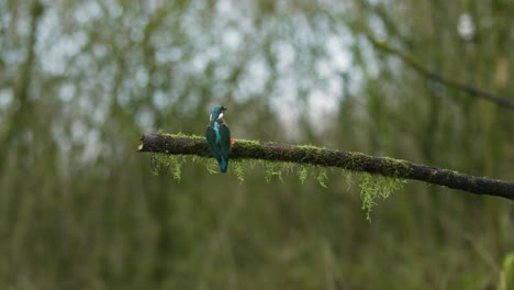 Toma-Amplia-De-Un-Martín-Pescador-Volando-Hasta-Una-Rama-Y-Aterrizando-Antes-De-Buscar-Peces-En-Una-Hermosa-Escena-Boscosa