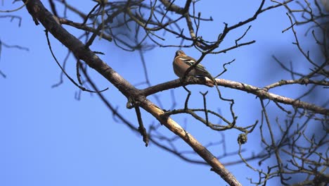 Finkenvogel-Thront-Auf-Einem-Blattlosen-Ast-Im-Veluwe-nationalpark,-Niederlande