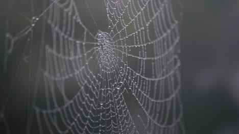 spiders web with dew drops close up side shot