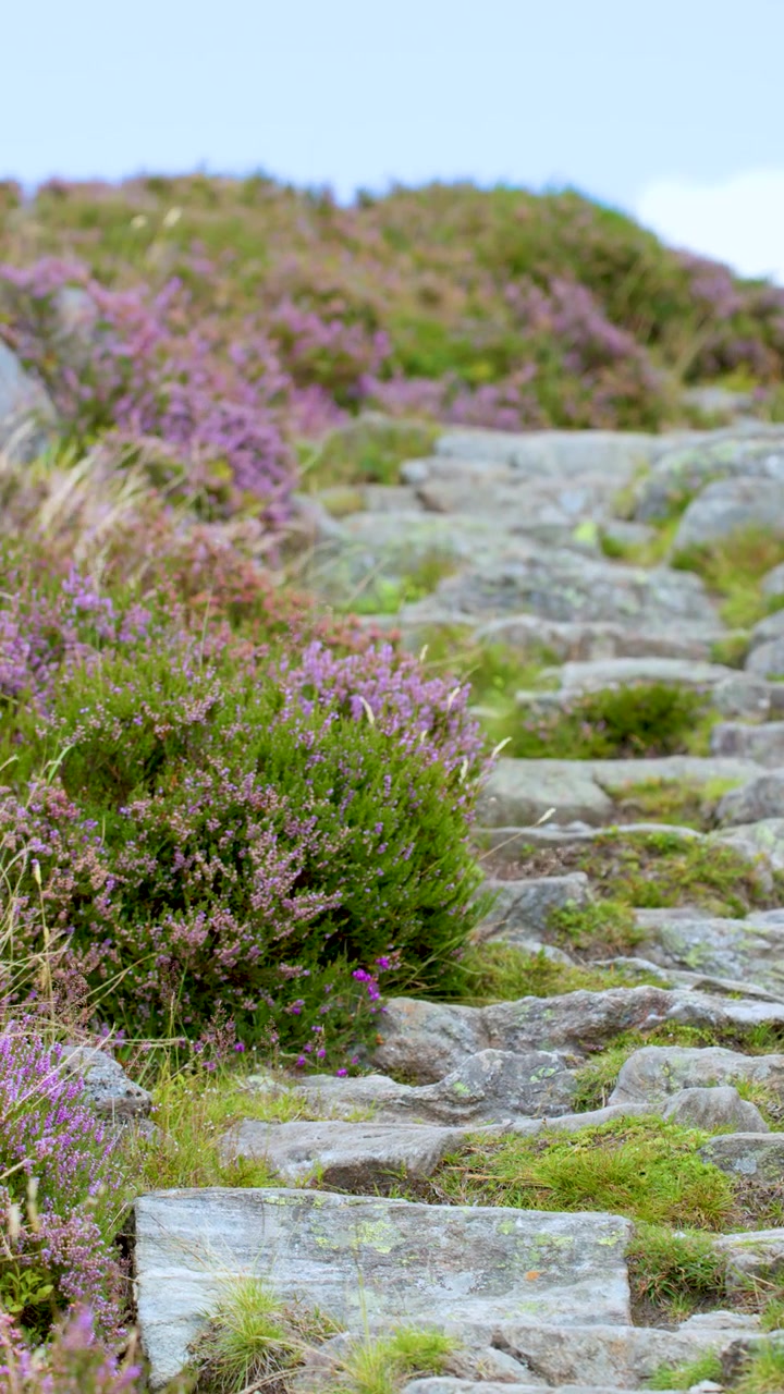 Camera moves upward along mossy stone steps bordered by blooming heather under soft daylight