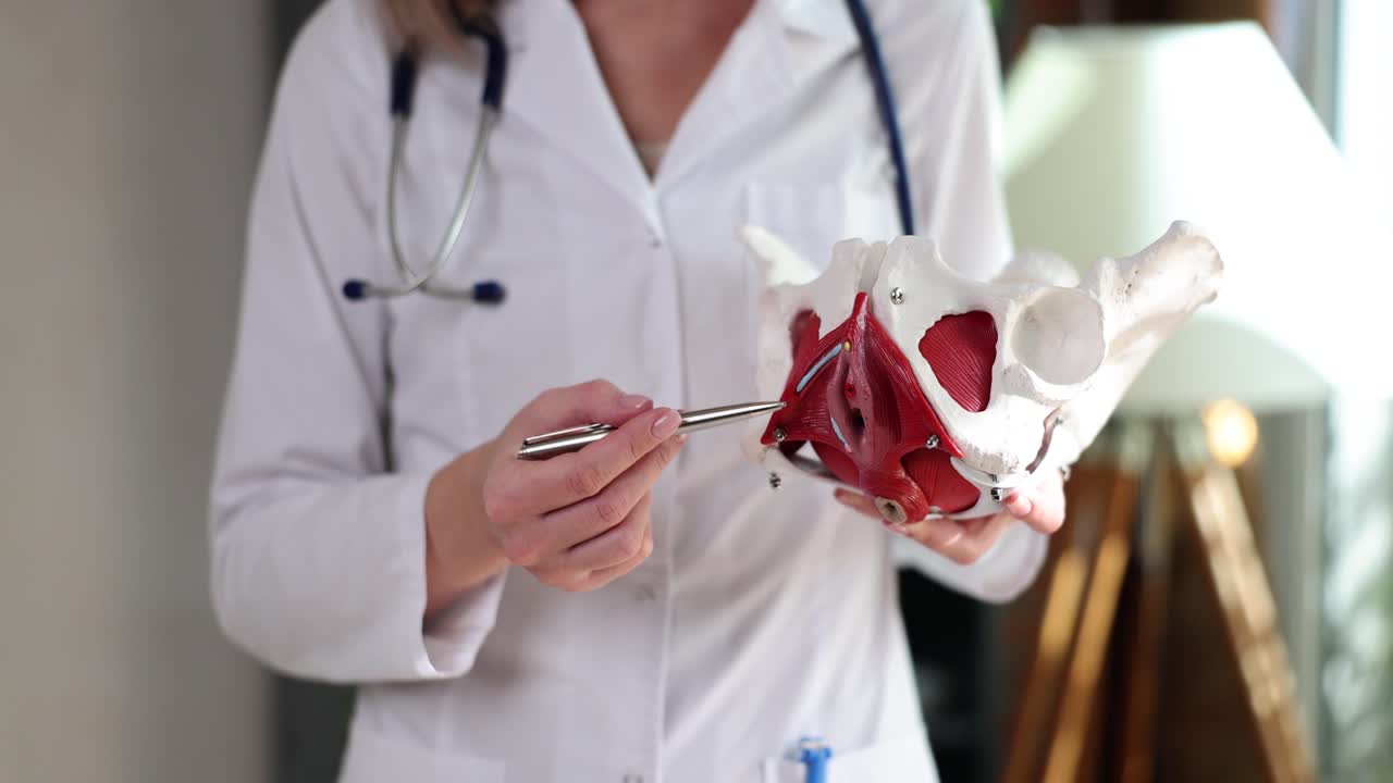 Doctor explaining pelvic floor anatomy using a model