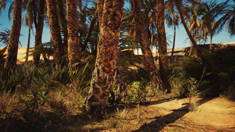 Oasis-De-Palmeras-En-El-Desierto