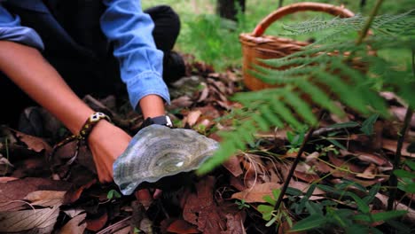 woman collecting lactarius indigo mushroom and putting into basket