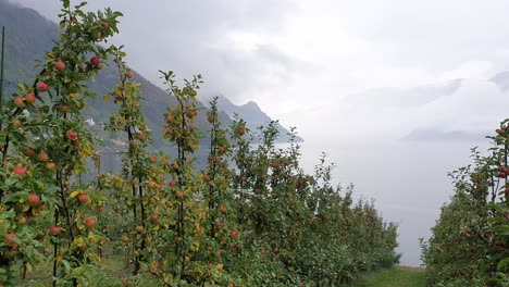 Huerto-De-Manzanas-Hardanger,-En-El-Fiordo-Hardanger,-Lofthus,-Ullensvang,-Noruega