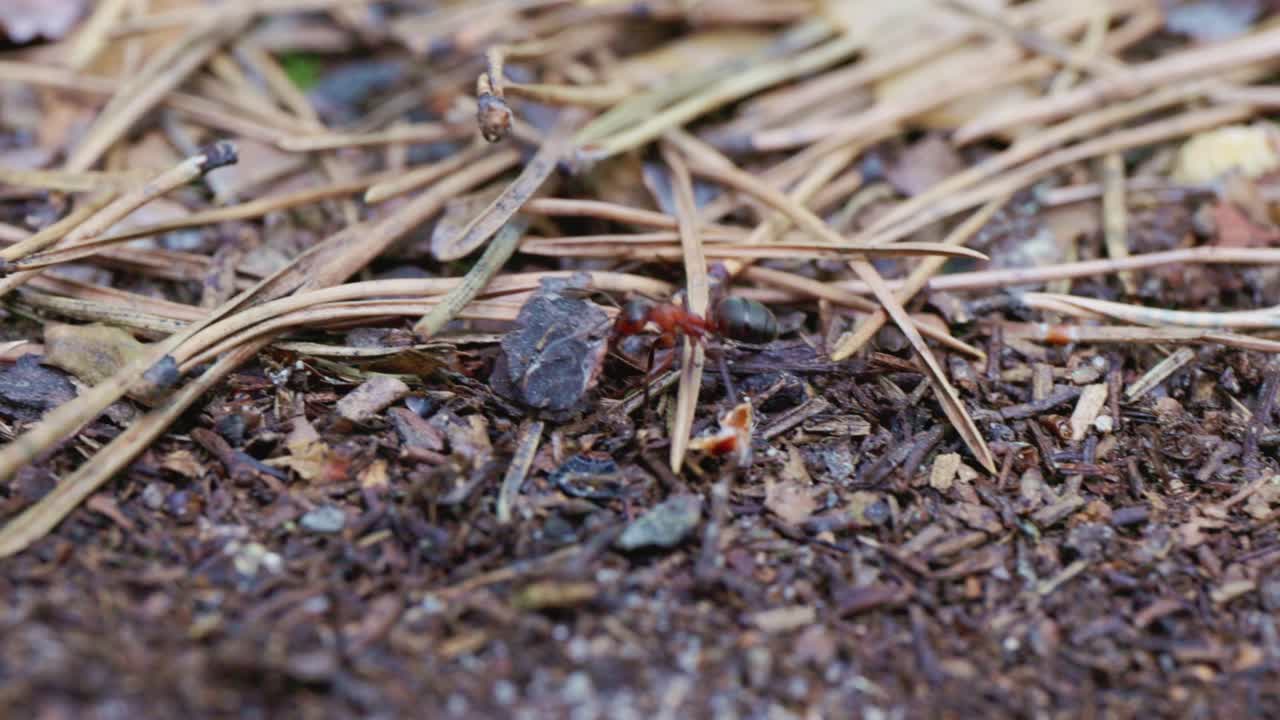 Ant on Forest Floor