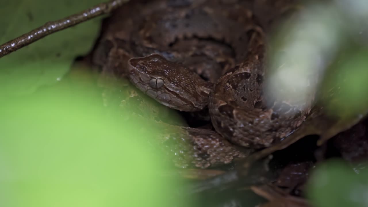 This image captures a Fer-de-lance (Bothrops asper) viper, a highly venomous snake, coiled on the forest floor at Sirenas Station, Corcovado, Costa Rica