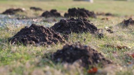 mole hills close up with fresh dirt with rack focus