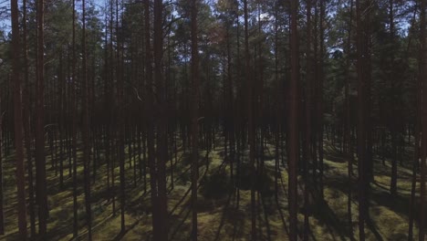 Moosiger-Nadelwald-An-Einem-Sonnigen-Sommertag.-Luft-Podest-up