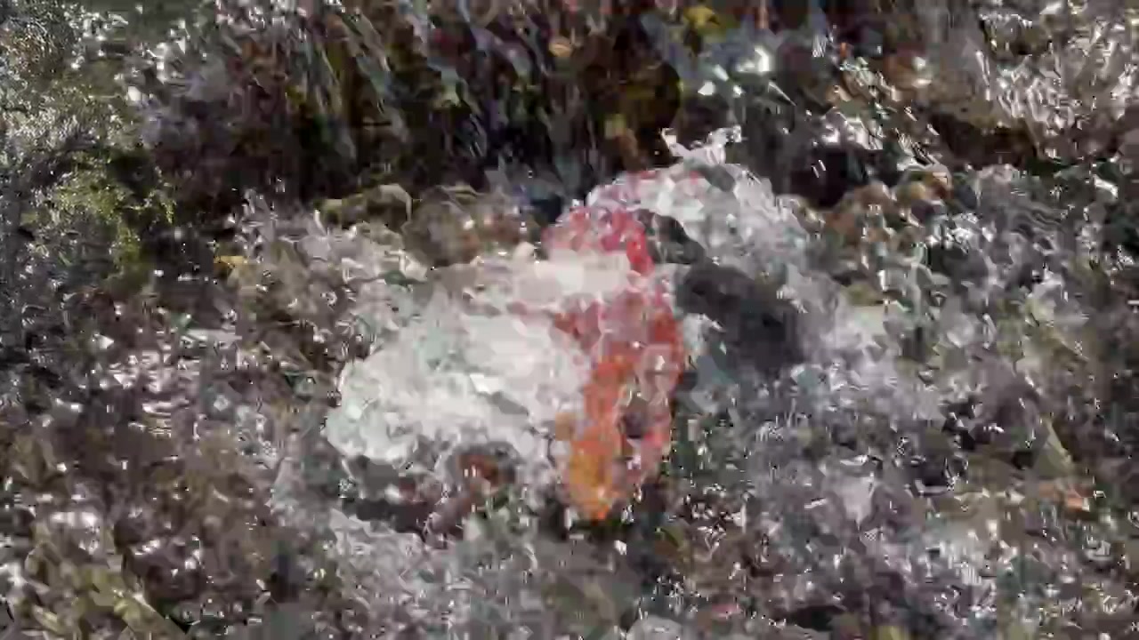 Red Autumn Leaf Submerged in Flowing Stream Water