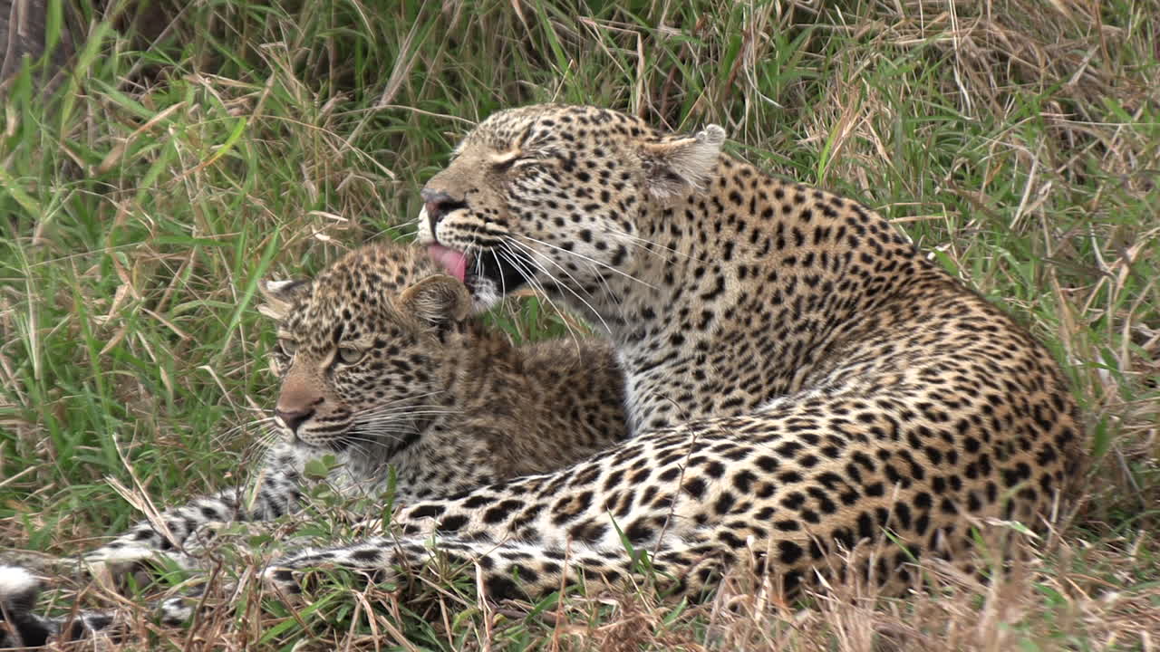 el leopardo se ocupa del cachorro mientras yace en la hierba
