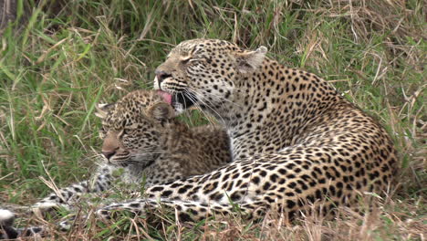 leopard grooms cub while laying in the grass