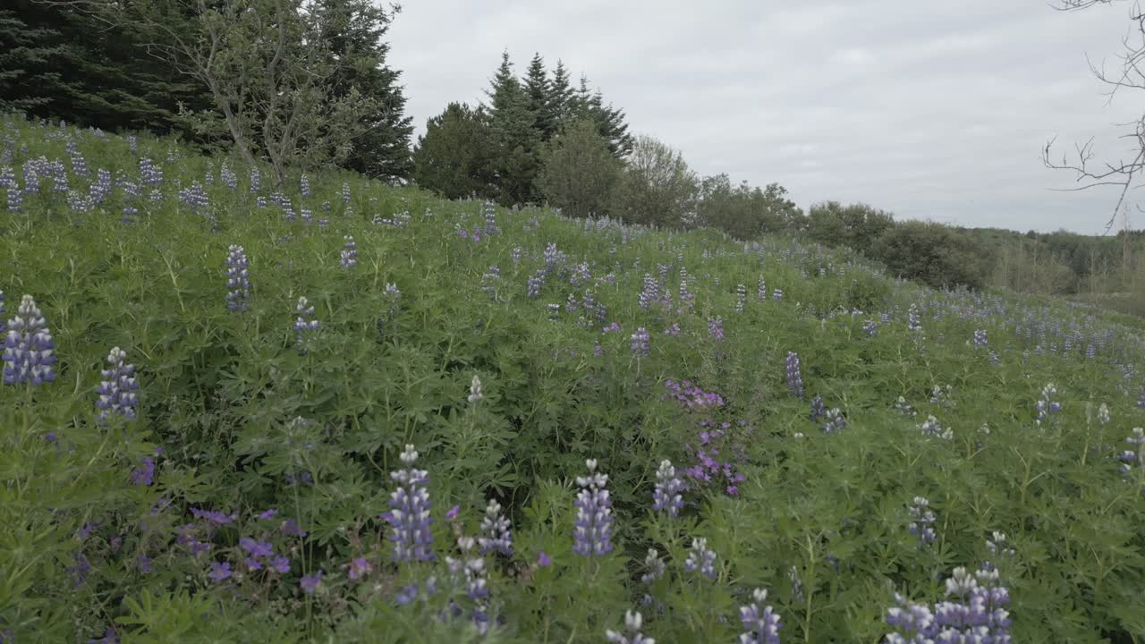 volando sobre un prado lleno de lupinos en flor en un tranquilo día de verano en islandia