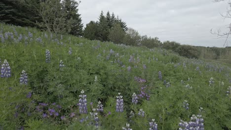 flying over a blossoming lupine filled meadow on a calm summer day in iceland