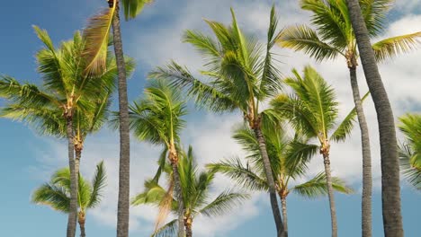 wind breezing through the tall palm trees of hawaii