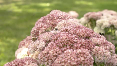 mariposas y abejas extrayendo néctar de un parche de flores durante el día