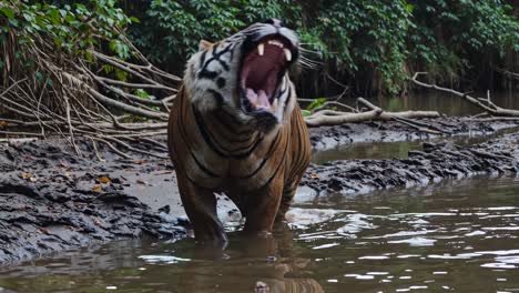 tigre en la selva