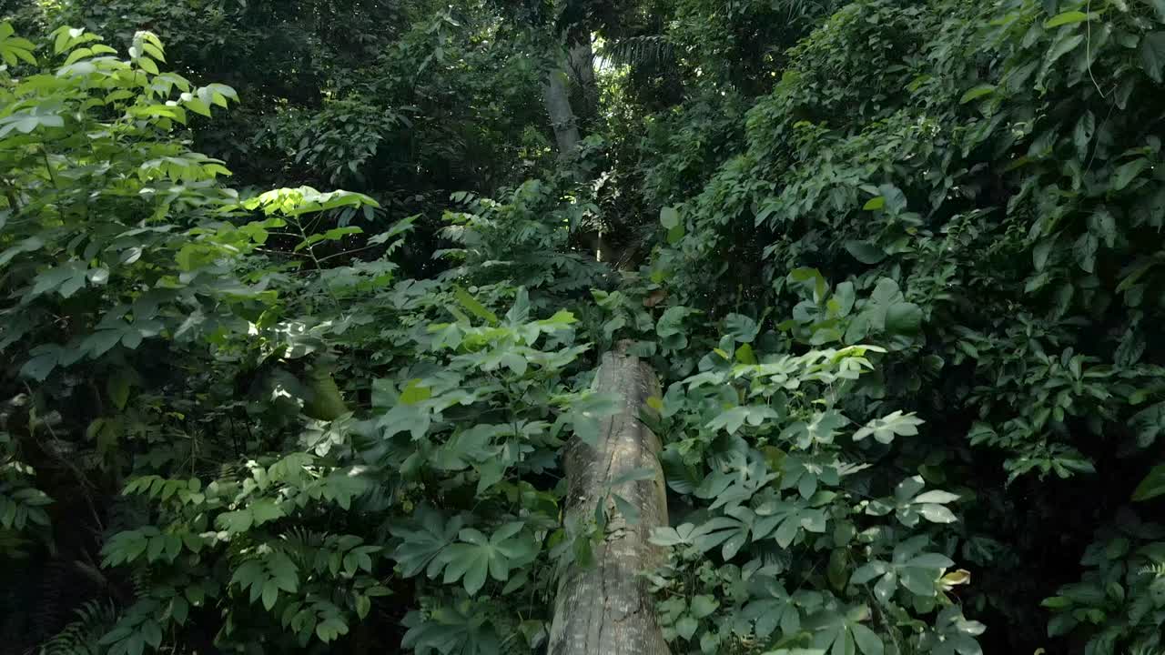 gran tronco de árbol talado en el bosque - disparo de drones