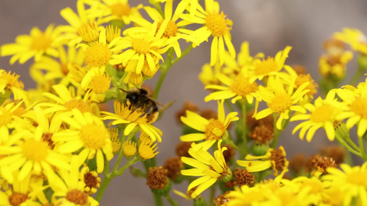 노란색 꽃에서 을 모으는 벌