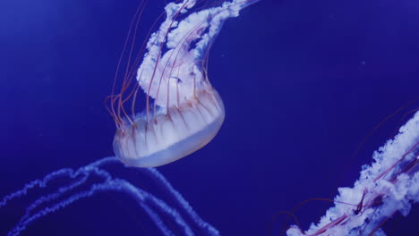 Jellyfish-swim-slowly-in-the-depths-of-the-water-on-a-dark-blue-background.