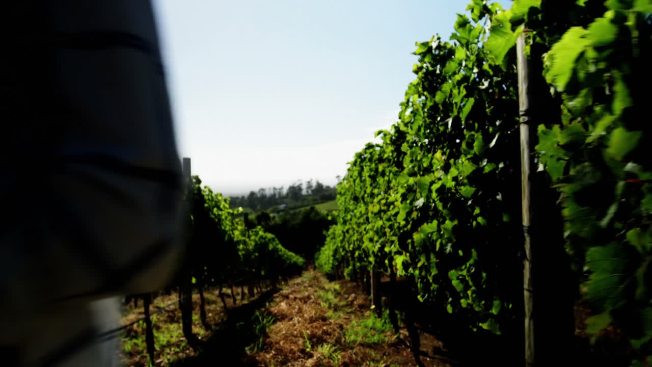 Donna che esamina la bottiglia di vino nel vigneto 4K