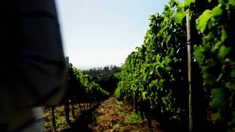 woman examining the wine bottle in vineyard 4k