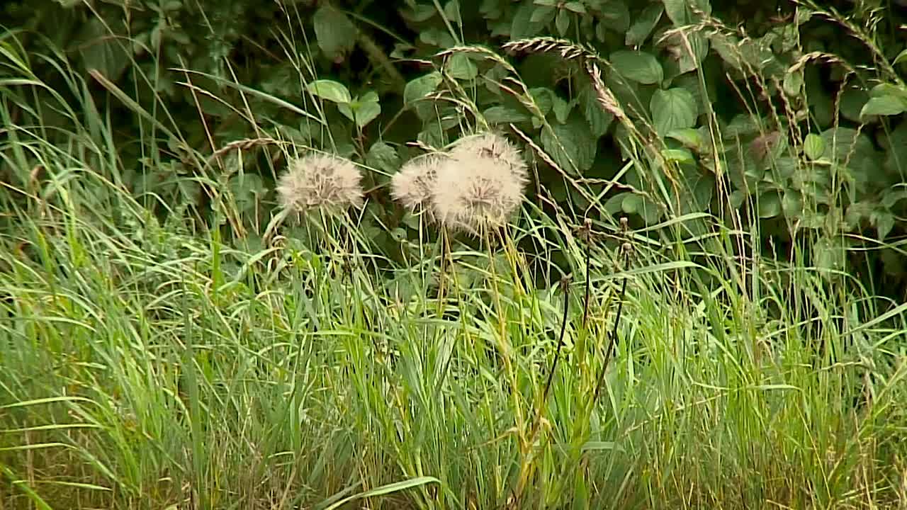 часики одуванчика колышутся на траве у обочины проселочной дороги в графстве ратленд, англия, великобритания