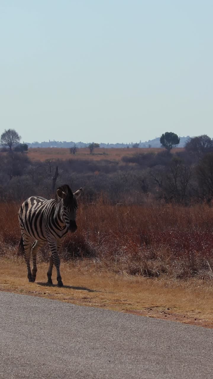Vertical shot of Plains Zebra walking slowly next to tar paved road in the bush in National Park, Africa