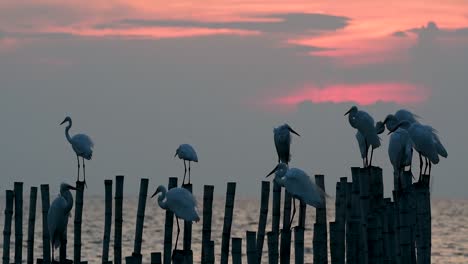 The-Great-Egret,-also-known-as-the-Common-Egret-or-the-Large-Egret