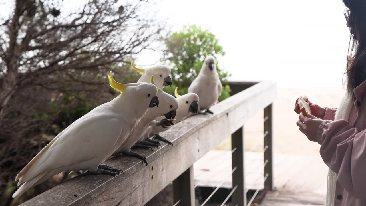 persona alimentando a las conchas en una barandilla de madera