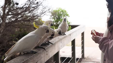 person feeding cockatiels on a wooden railing