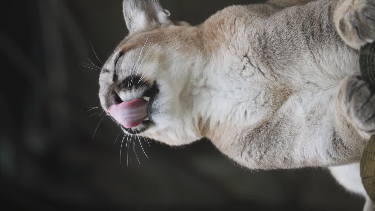 산 사자의 수직 은 근접으로 주위를 둘러보고 이빨을 보여니다.