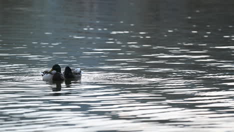 Pato-Salvaje-O-Mallard,-Anas-Platyrhynchos-Nadando-En-Un-Lago