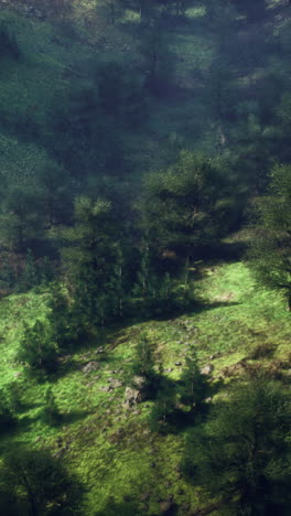 forest landscape from above