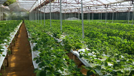 Greenhouse-with-strawberry-in-spring---pan-slow-motion