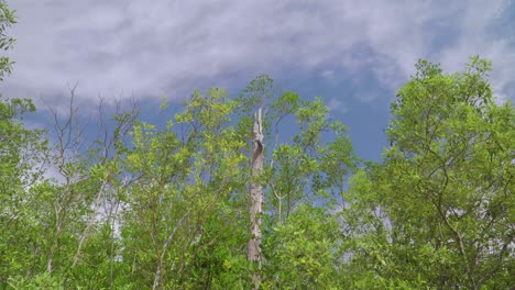 green leaves trees blowing in the wind with blue sky