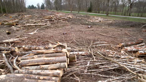 4k aerial over cut down trees in forest, timber ready for pick up