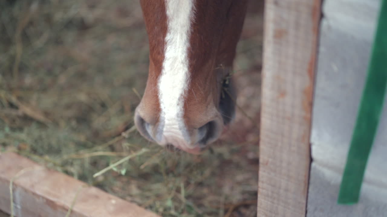 A close-up view of a horse’s nose and mouth as it feeds on dry grass from the ground.