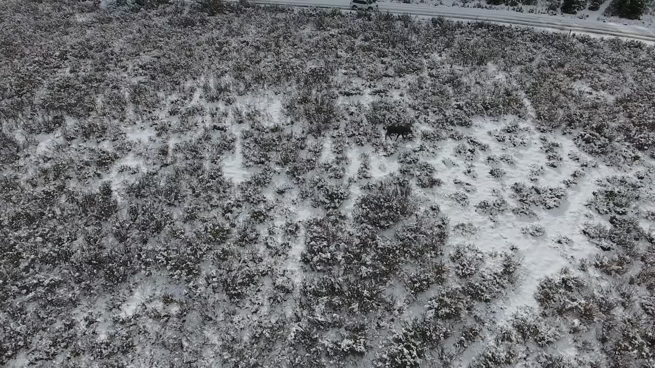 A spectacular 4K drone shot of a lone bull moose trekking next to a secluded lake in the middle of the winter with Maroon Bells in the distance, near Aspen and Snowmass, Colorado, USA