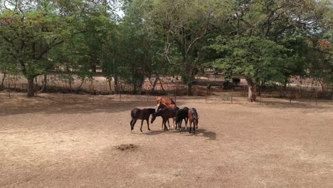 caballos | carreras de caballos | caballos de carrera | criadero de sementales en la india