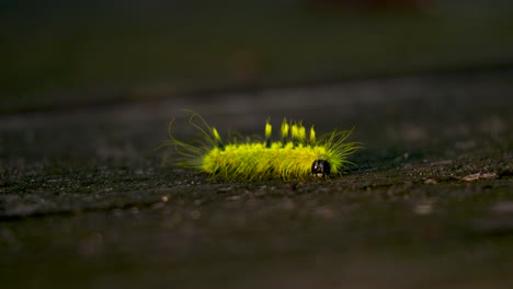 caterpillar looks back wondering if he left the stove on