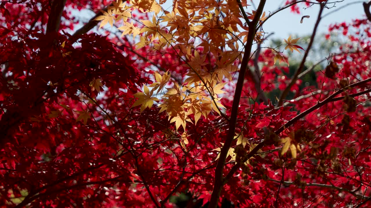 빨간색과 노란색의 메이플 잎 나무, 일본의 가을 색의 놀라운 클로즈업 영화 촬영